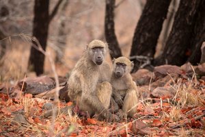 Kruger National Park, To Vervet-aber af Unbekannt Unbekannt
